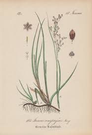 Attēlu rezultāti vaicājumam “Juncus compressus”