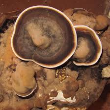 Attēlu rezultāti vaicājumam “Ganoderma applanatum”