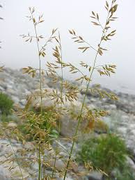 Attēlu rezultāti vaicājumam “Poa palustris leaf”