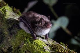 Attēlu rezultāti vaicājumam “Myotis daubentonii”