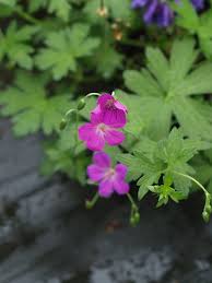 Attēlu rezultāti vaicājumam “Geranium palustre flower”