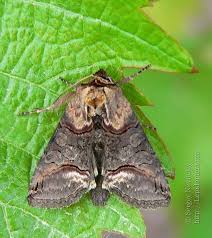 Attēlu rezultāti vaicājumam “Abrostola triplasia”