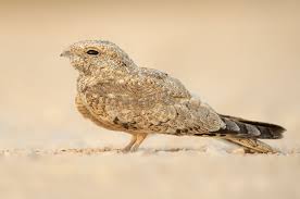 Image result for Caprimulgus aegyptius