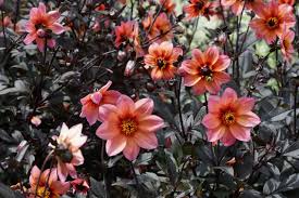 Image result for Dahlia hybrid.