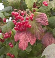 Attēlu rezultāti vaicājumam “Viburnum opulus”