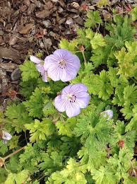 Attēlu rezultāti vaicājumam “Geranium bohemicum”