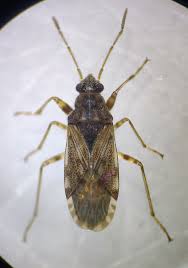 Attēlu rezultāti vaicājumam “Lygaeidae”