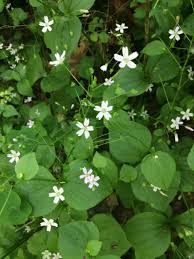 Attēlu rezultāti vaicājumam “Claytonia sibirica flower”