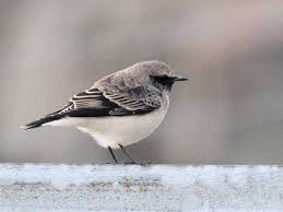 Image result for Oenanthe pleschanka