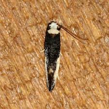 Attēlu rezultāti vaicājumam “Monopis monachella”