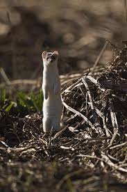 Attēlu rezultāti vaicājumam “Mustela erminea adult”