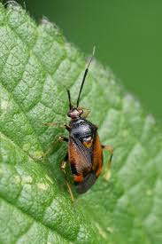 Attēlu rezultāti vaicājumam “Deraeocoris ruber”