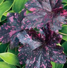 Image result for Heuchera `Midnight Rose`