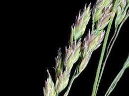 Attēlu rezultāti vaicājumam “Poa pratensis”