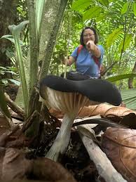 Attēlu rezultāti vaicājumam “Physarum pezizoideum stalked”