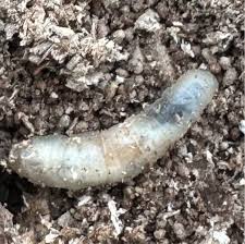 Attēlu rezultāti vaicājumam “Tipulidae larva”