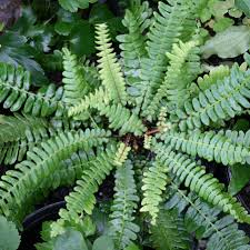 Attēlu rezultāti vaicājumam “Blechnum spicant”