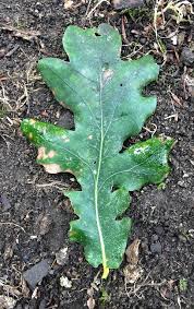 Attēlu rezultāti vaicājumam “Quercus robur leaf”