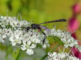 Attēlu rezultāti vaicājumam “Gasteruption jaculator”