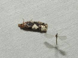 Attēlu rezultāti vaicājumam “Phalonidea permixtana”