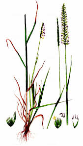 Attēlu rezultāti vaicājumam “Cynosurus cristatus”