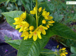 Attēlu rezultāti vaicājumam “Lysimachia vulgaris fruit”