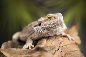 Image result for root-tail