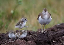 Attēlu rezultāti vaicājumam “Actitis hypoleucos adult”