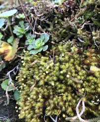 Attēlu rezultāti vaicājumam “Bartramia pomiformis”