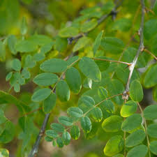 Attēlu rezultāti vaicājumam “Caragana arborescens leaf”