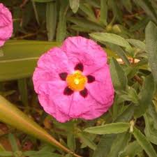 Attēlu rezultāti vaicājumam “Cistaceae”