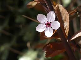 Attēlu rezultāti vaicājumam “Prunus cerasifera var. divaricata flower”