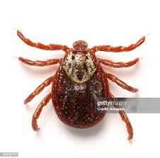 Attēlu rezultāti vaicājumam “Acari”