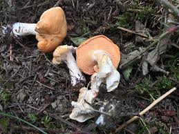 Attēlu rezultāti vaicājumam “Hydnum rufescens”