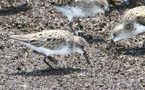 Image result for Calidris pusilla