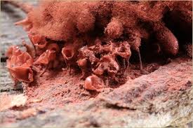 Attēlu rezultāti vaicājumam “Heterotrichia oerstedii (syn. Arcyria oerstedii)”