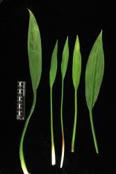 Attēlu rezultāti vaicājumam “Alisma gramineum leaf”