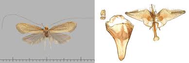 Attēlu rezultāti vaicājumam “Nematopogon sp.”