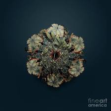 Attēlu rezultāti vaicājumam “Viscum album fruit”