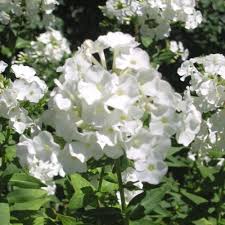Image result for Phlox paniculata `Sweet Summer`
