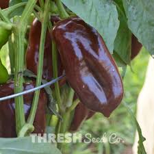 Afbeeldingsresultaat voor chocolate beauty sweet pepper