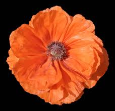Image result for Papaver rhoeas 'Shirley'
