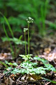 Attēlu rezultāti vaicājumam “Sanicula europaea”