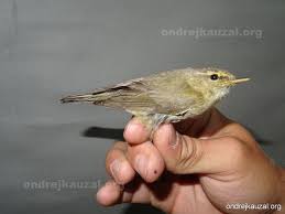 Image result for Phylloscopus ibericus