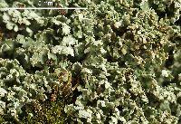 Attēlu rezultāti vaicājumam “Cladonia caespiticia”