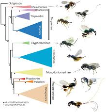 Attēlu rezultāti vaicājumam “Torymidae”