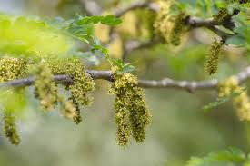 Attēlu rezultāti vaicājumam “Gleditsia triacanthos bud”