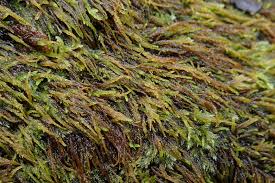 Attēlu rezultāti vaicājumam “Pterigynandrum filiforme”