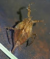 Attēlu rezultāti vaicājumam “Nepa cinerea nymph”