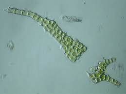 Attēlu rezultāti vaicājumam “Abietinella abietina var. hystricosa”